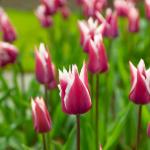 Bulbes à fleurs à planter à l'automne - Tulipe fleur de lis Claudia (x8) - face recto
